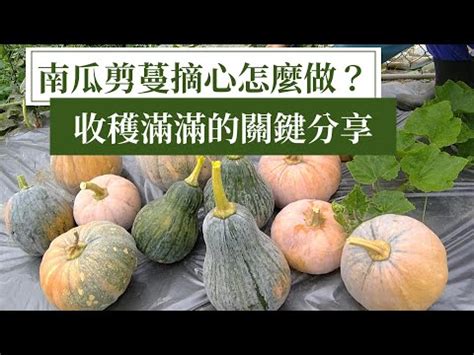 阿成南瓜摘心|阿成南瓜摘心術破解事業運